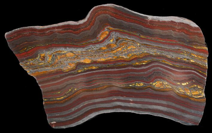 Polished Tiger Iron Stromatolite - ( Billion Years) #46656